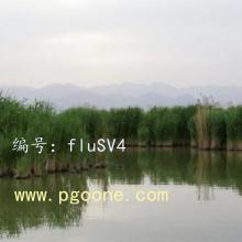 ֻ
