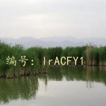 ֻ
