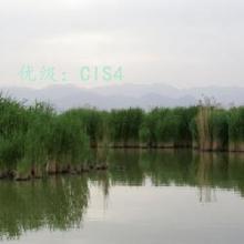 ֻ