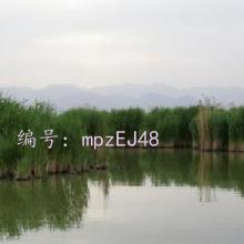 ֻ