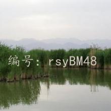 ֻ