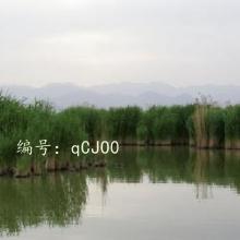 ֻ