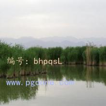ֻ