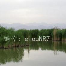 ȼ