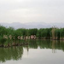 ۾