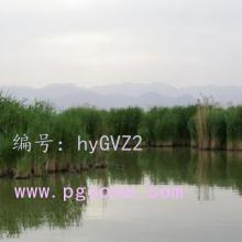 λ