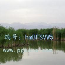λ