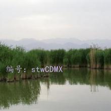 Բ