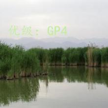 ֻ